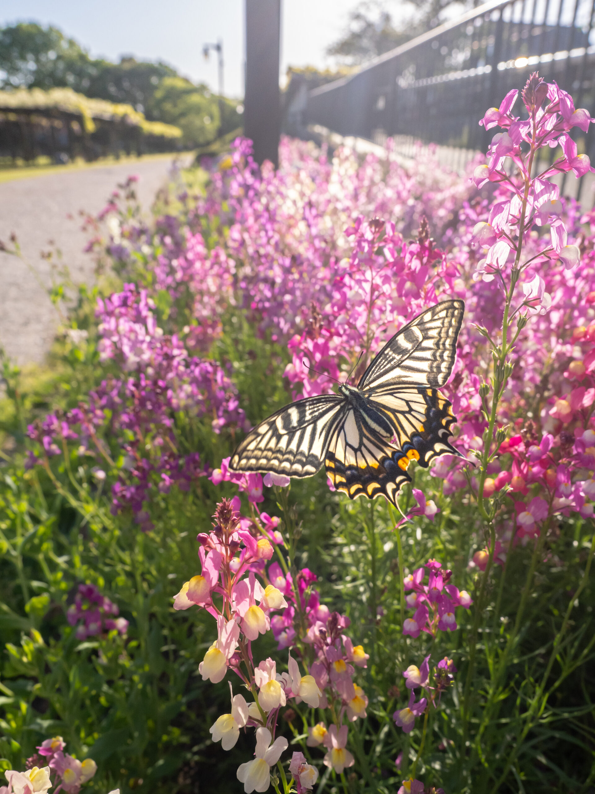 ナミアゲハ-Papilio xuthus