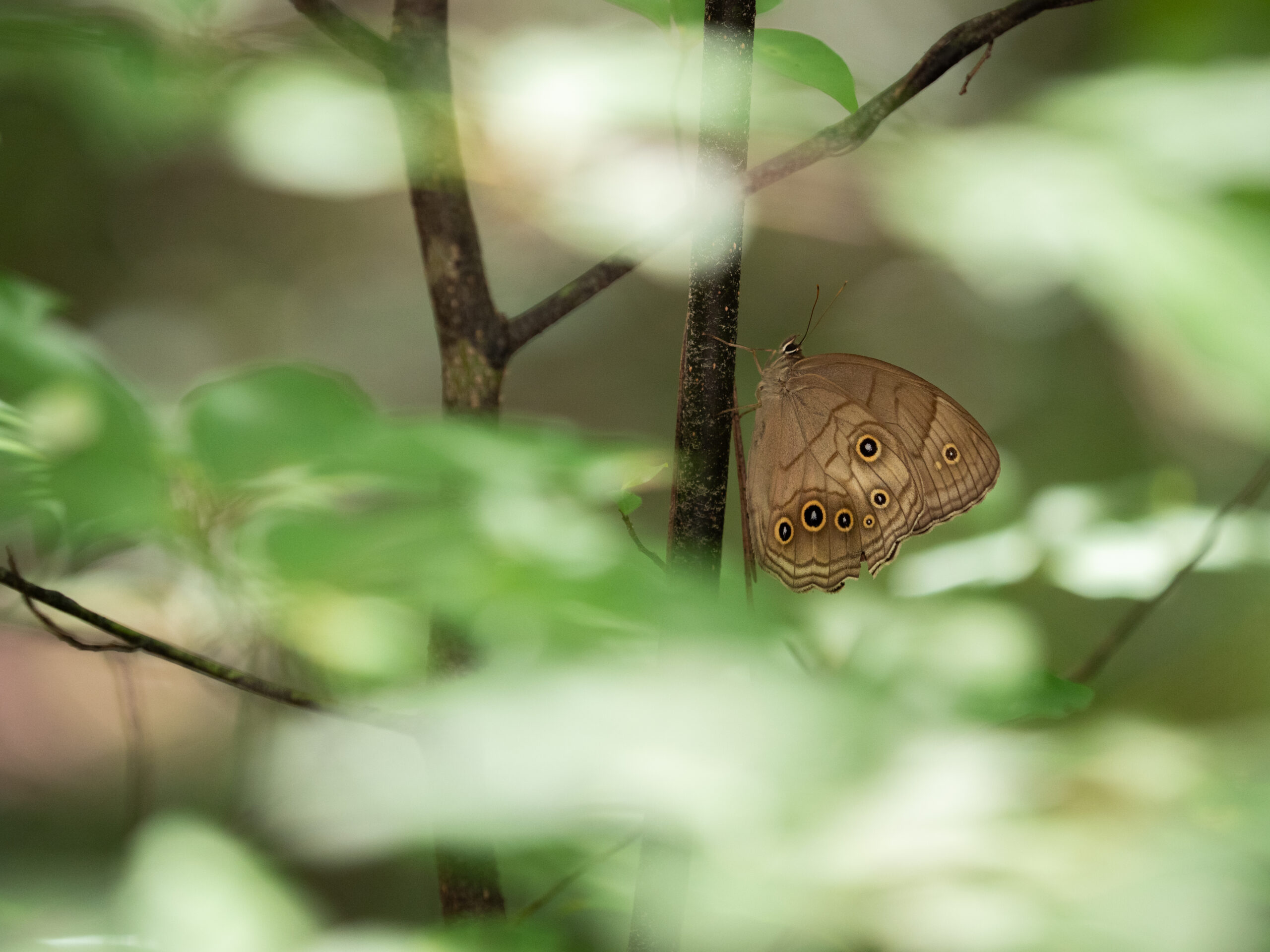 長野県のオオヒカゲ