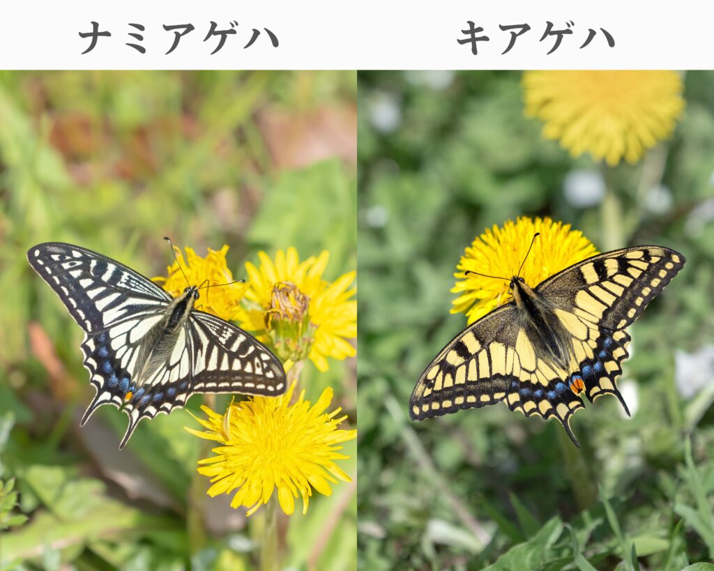 ナミアゲハ-キアゲハ-見分け方