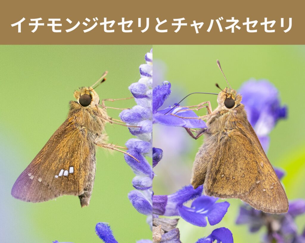 イチモンジセセリ チャバネセセリ 違い