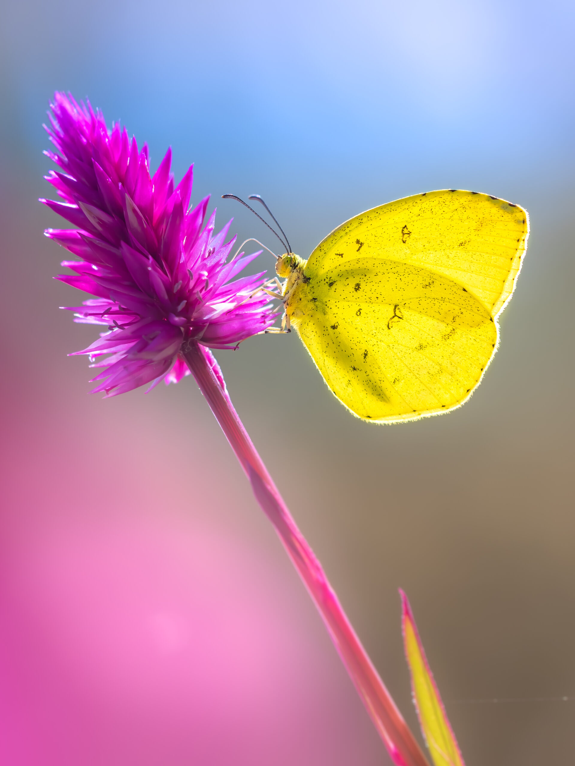 キタキチョウ-Eurema mandarina