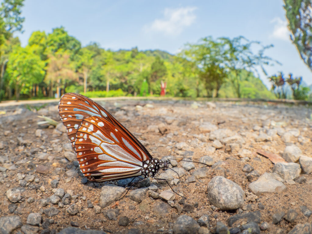 タイワンアサギマダラ-Parantica melaneus