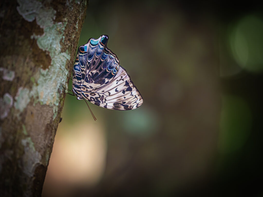 ルリオビヤイロタテハ- Prothoe franck