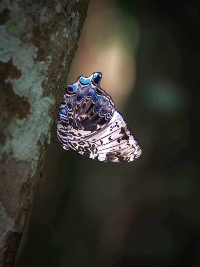 ルリオビヤイロタテハ- Prothoe franck