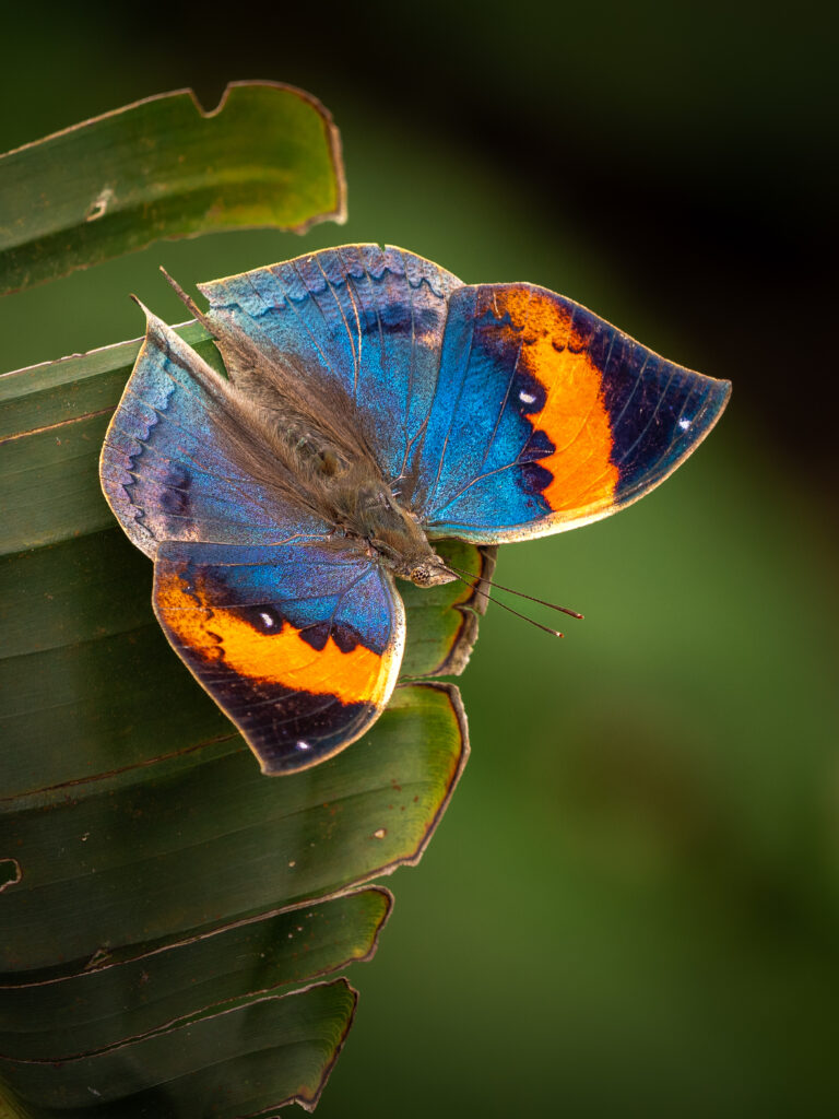 コノハチョウ-Kallima inachus