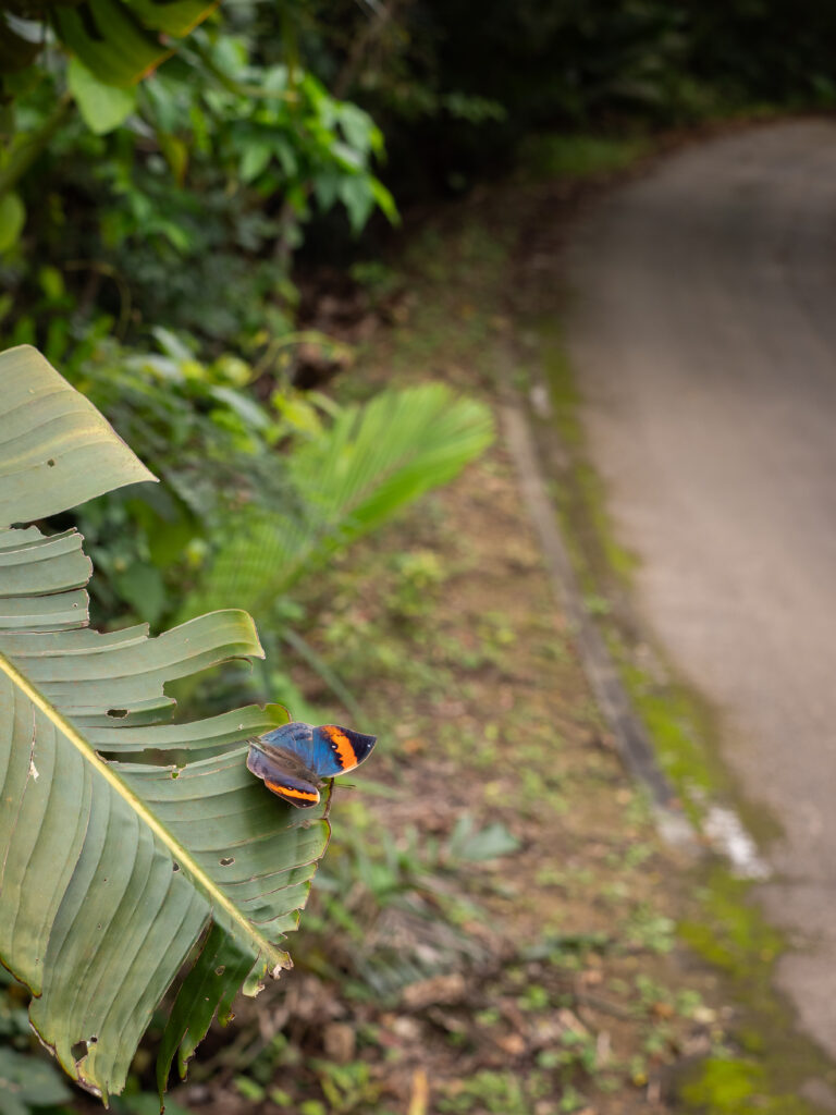 コノハチョウ-Kallima inachus