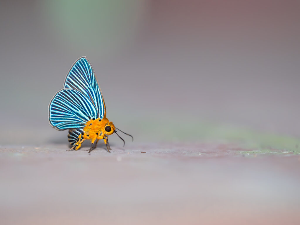 ヒメヒスイキバネセセリ-Burara amara