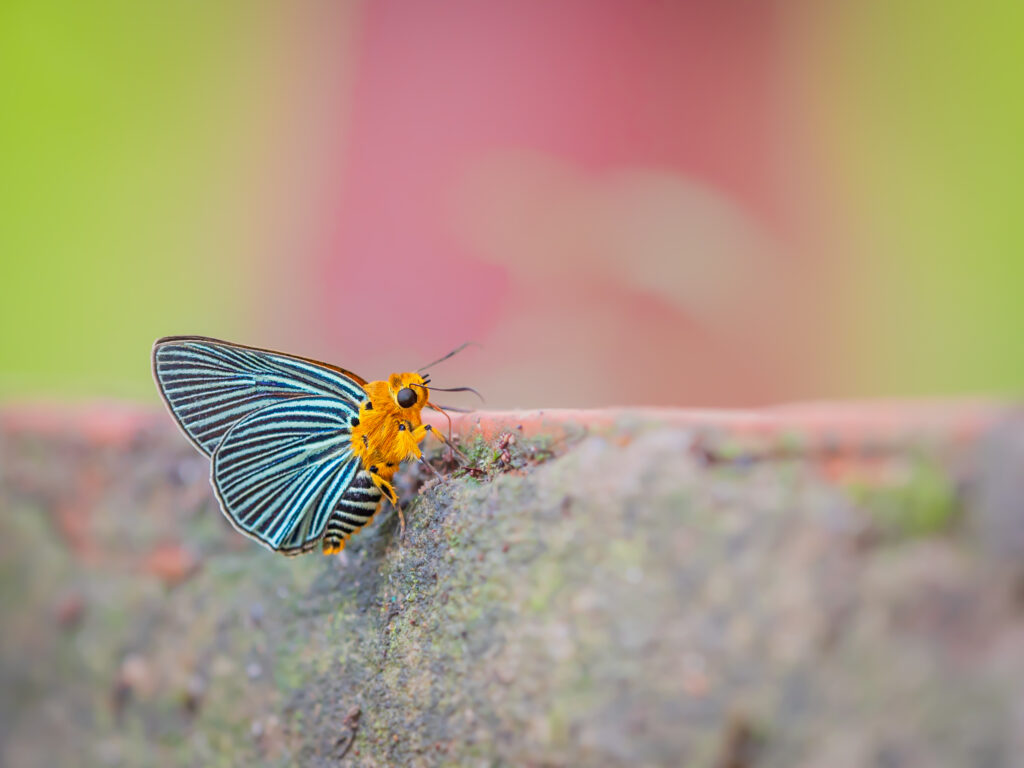 ヒメヒスイキバネセセリ-Burara amara