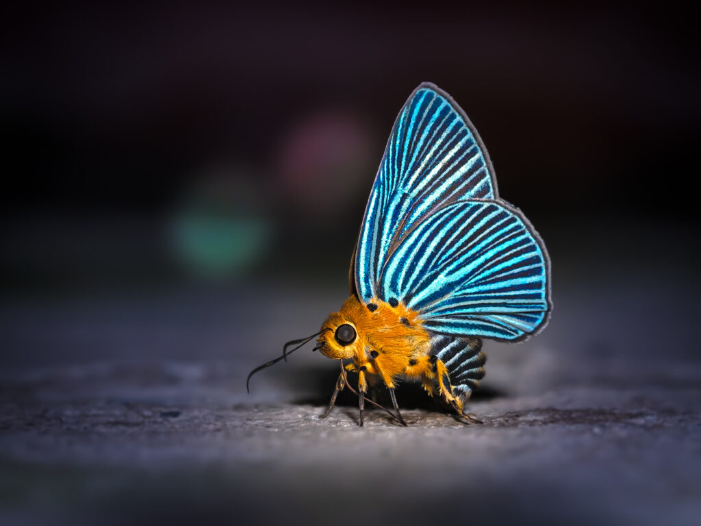 ヒメヒスイキバネセセリ-Burara amara