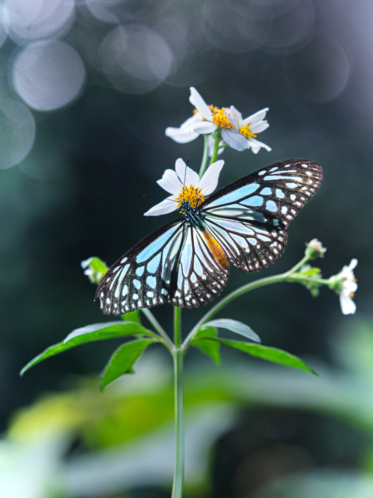 タイワンアサギマダラ-Parantica melaneus