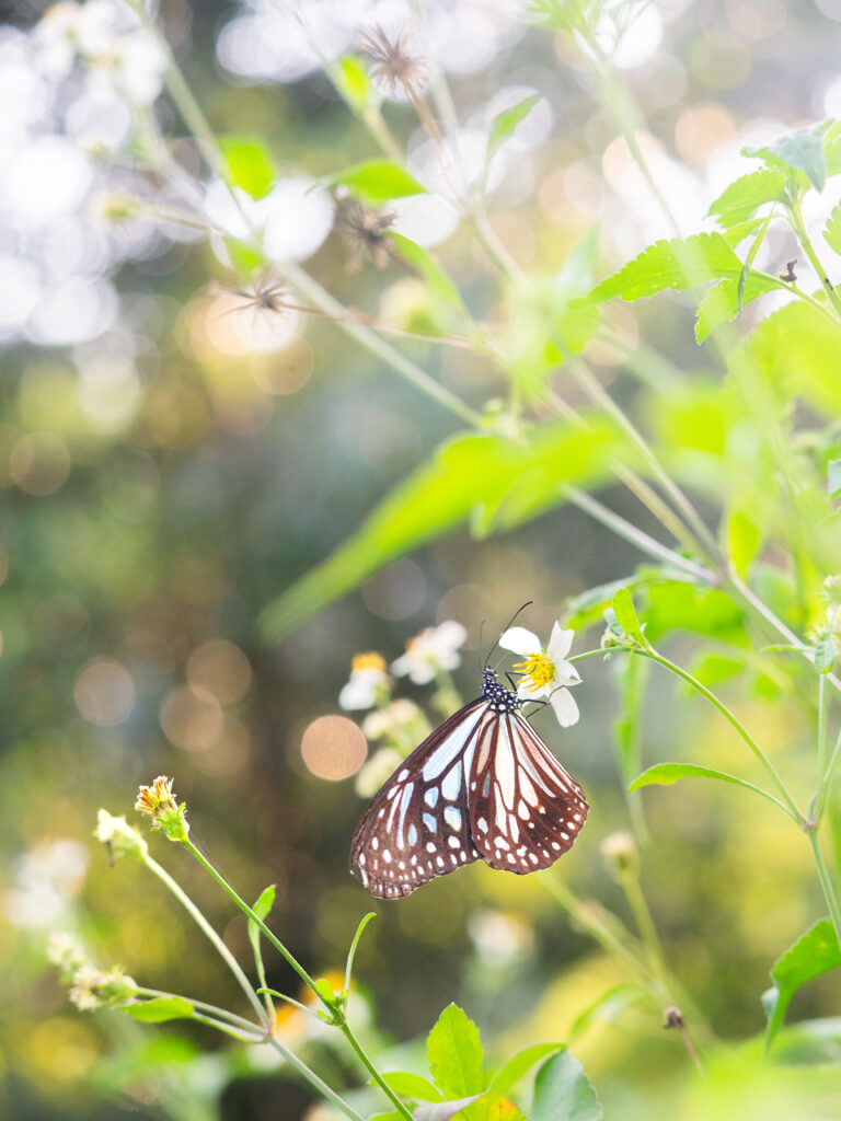タイワンアサギマダラ-Parantica melaneus