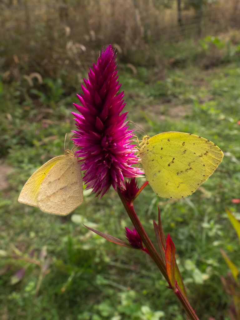 ツマグロキチョウ-キタキチョウ-違い-見分け方