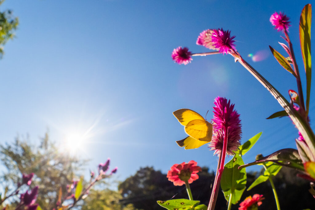 ツマグロキチョウ-Eurema laeta