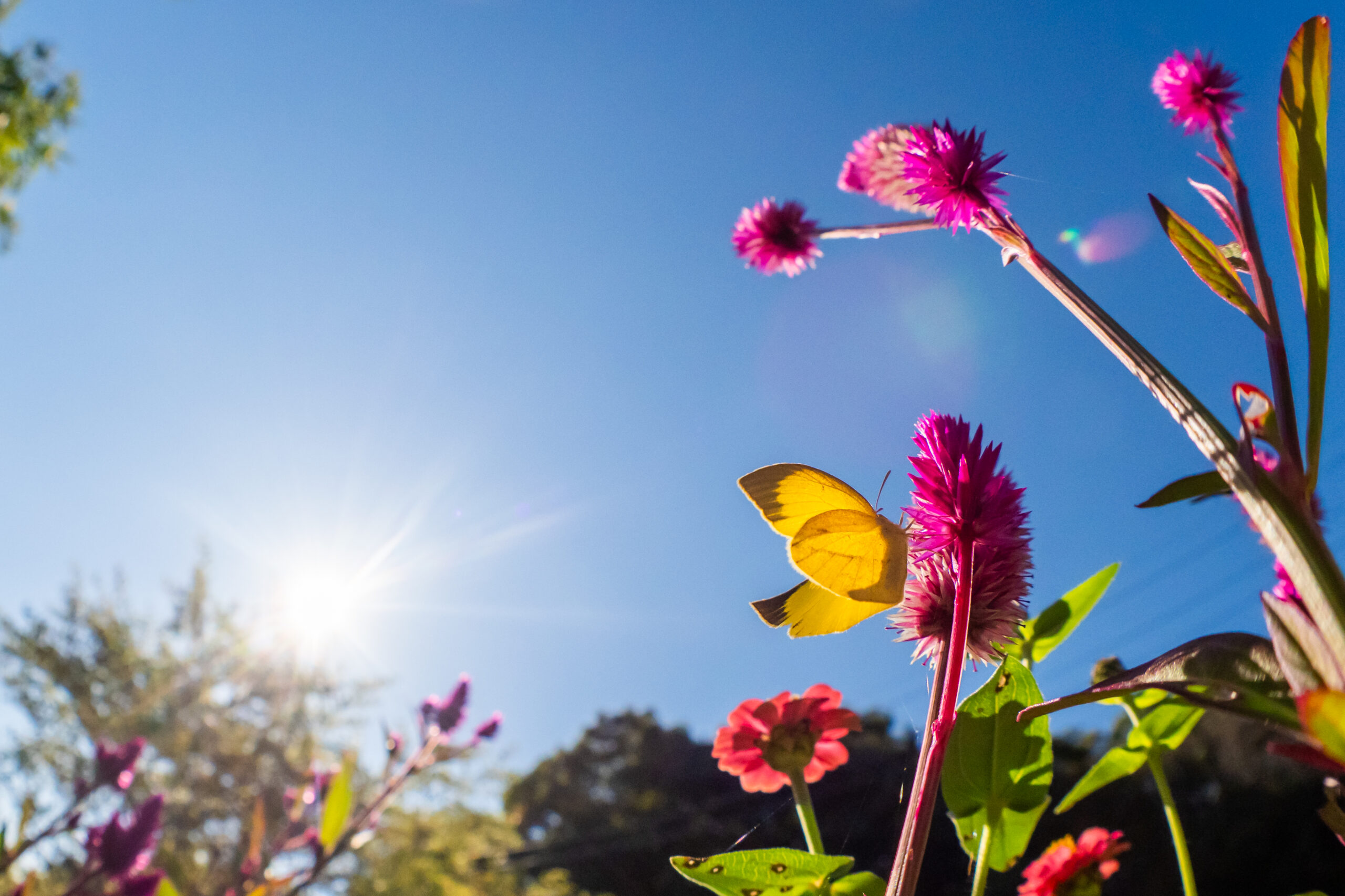 ツマグロキチョウ-Eurema laeta