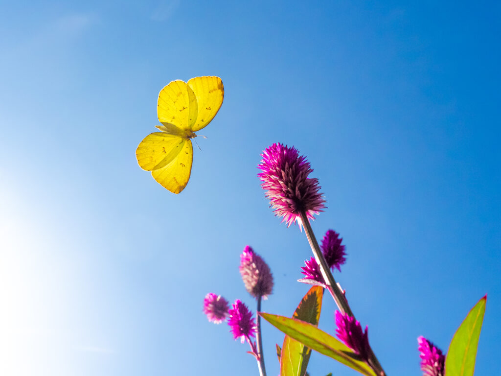 キタキチョウ-Eurema mandarina