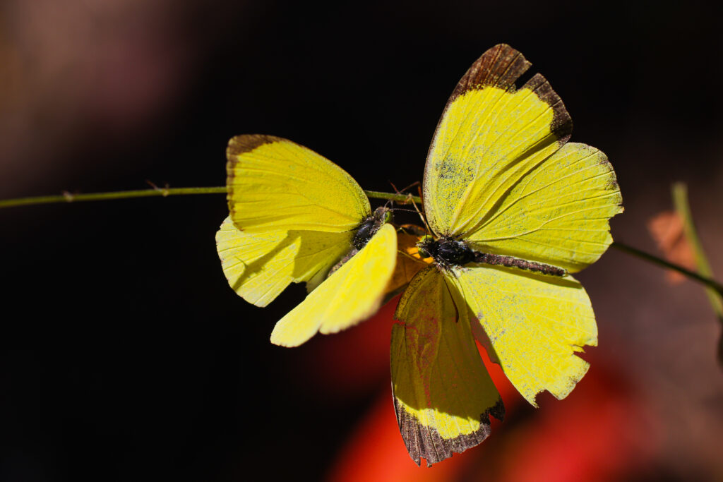 キタキチョウ-Eurema mandarina
