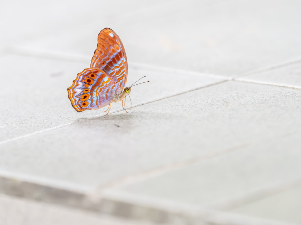 ビロードムラサキタテハ-Terinos terpander