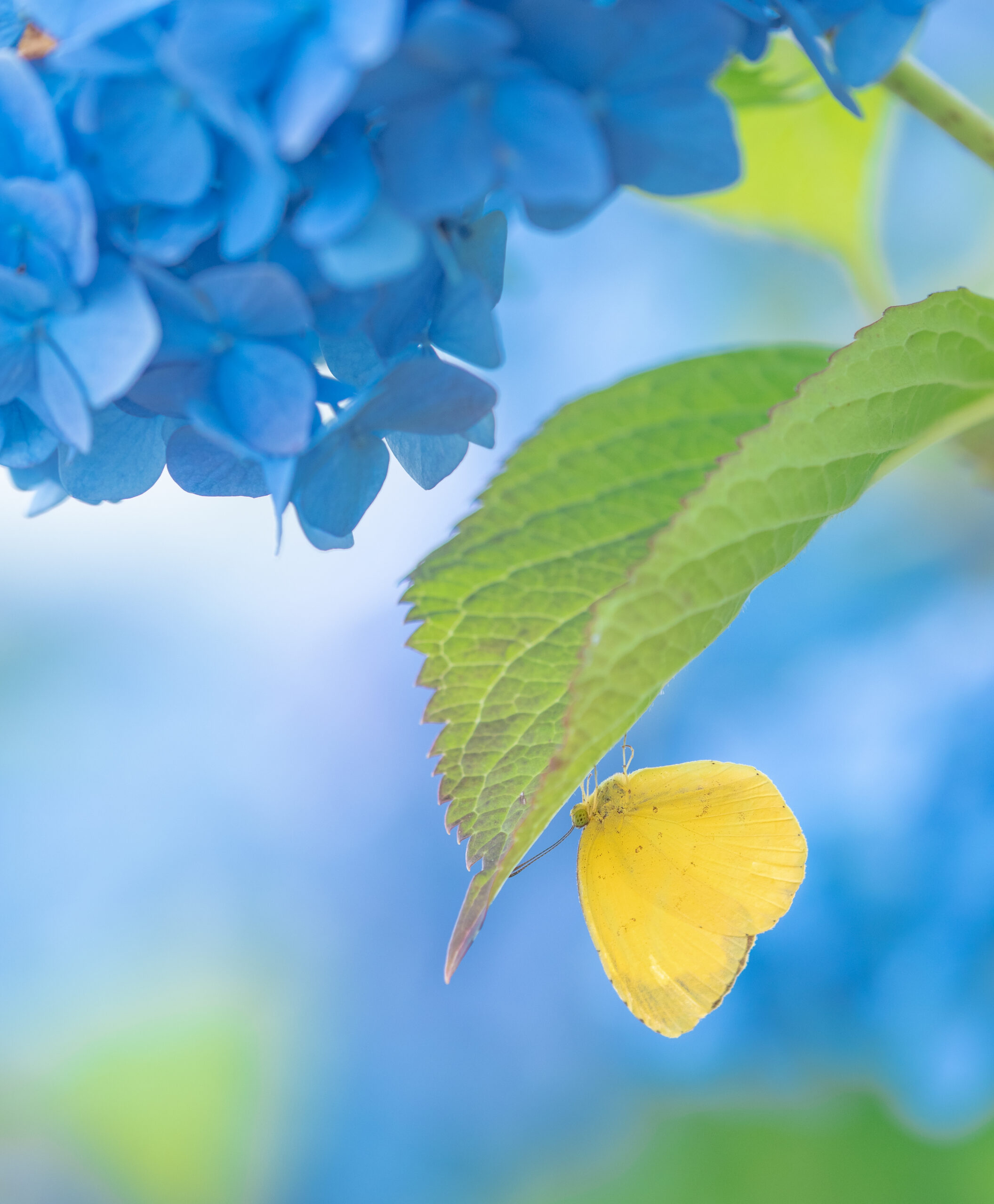 キタキチョウ-Eurema mandarina