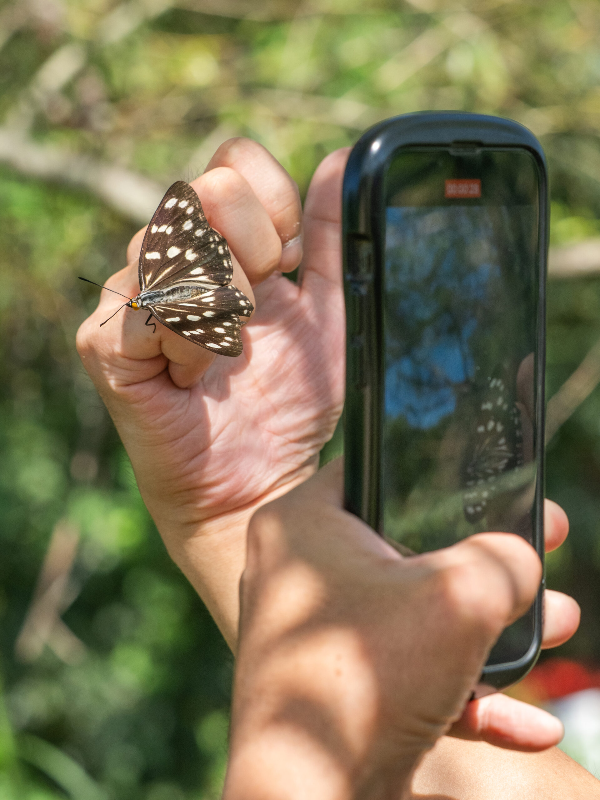 ゴマダラチョウ-Hestina persimilis