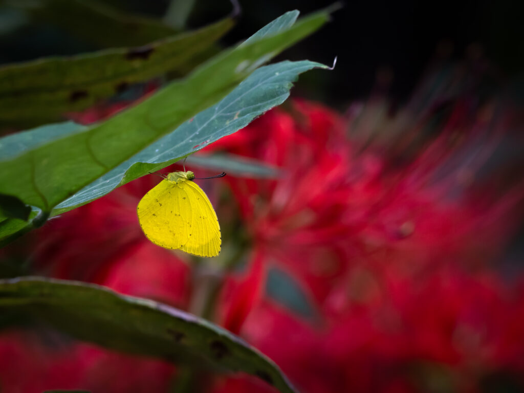 キタキチョウ-Eurema mandarina
