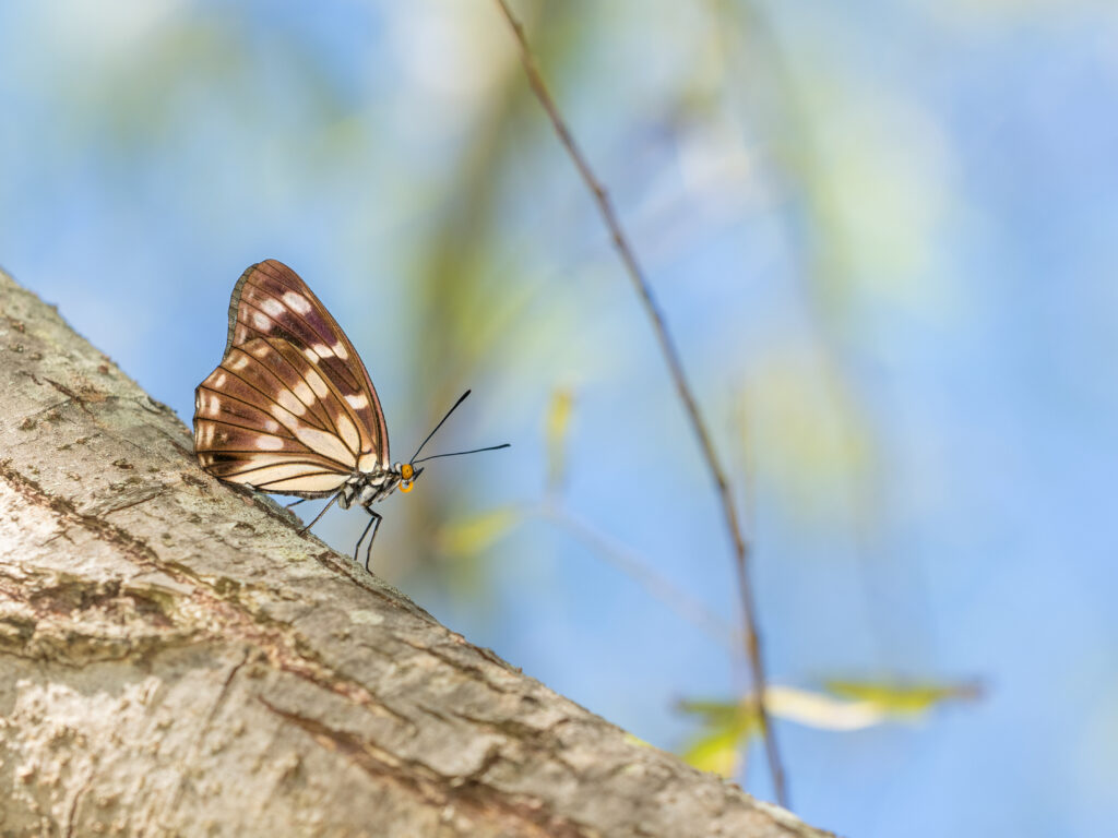 ゴマダラチョウ-Hestina persimilis