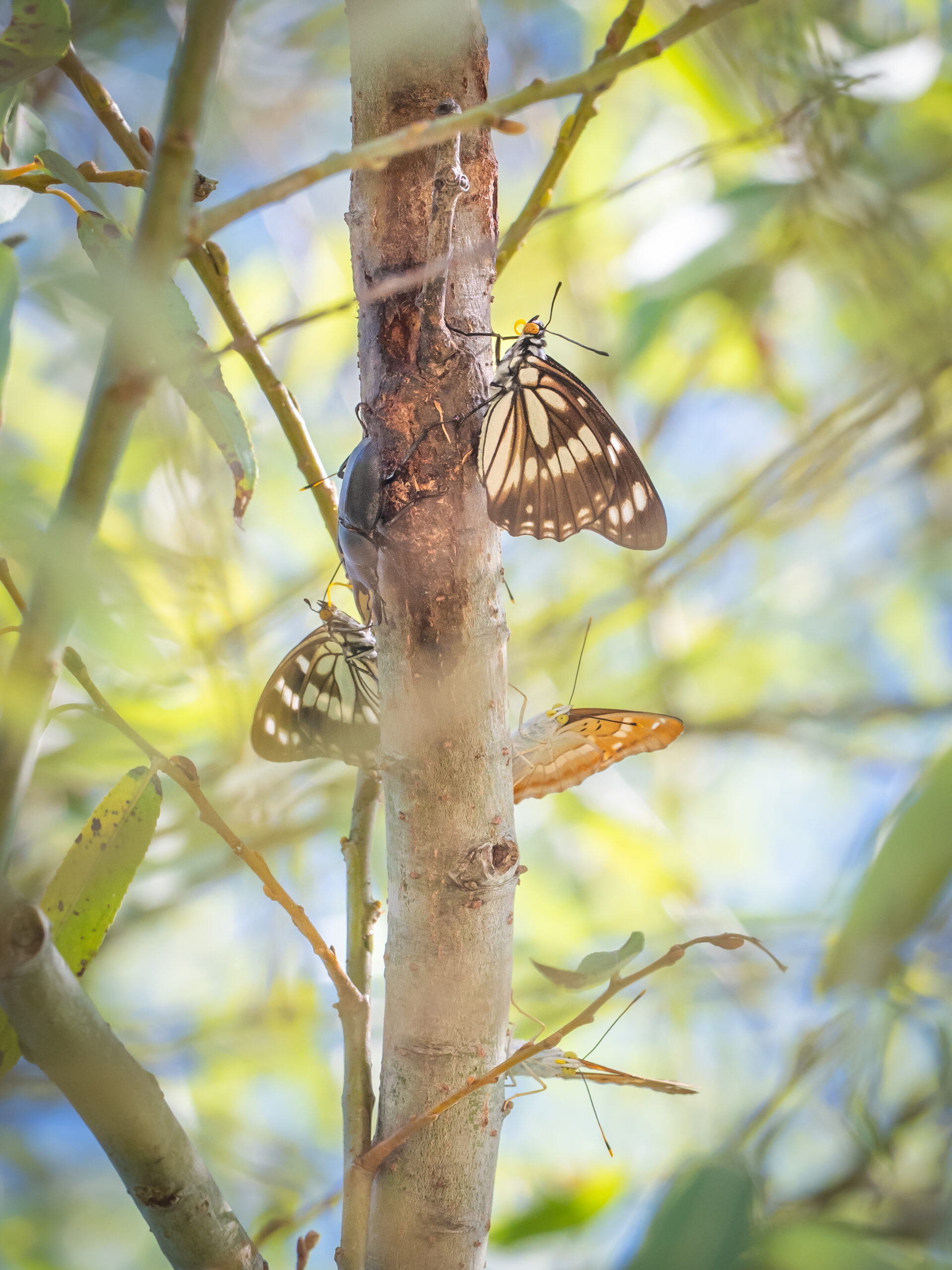 ゴマダラチョウ-Hestina persimilis