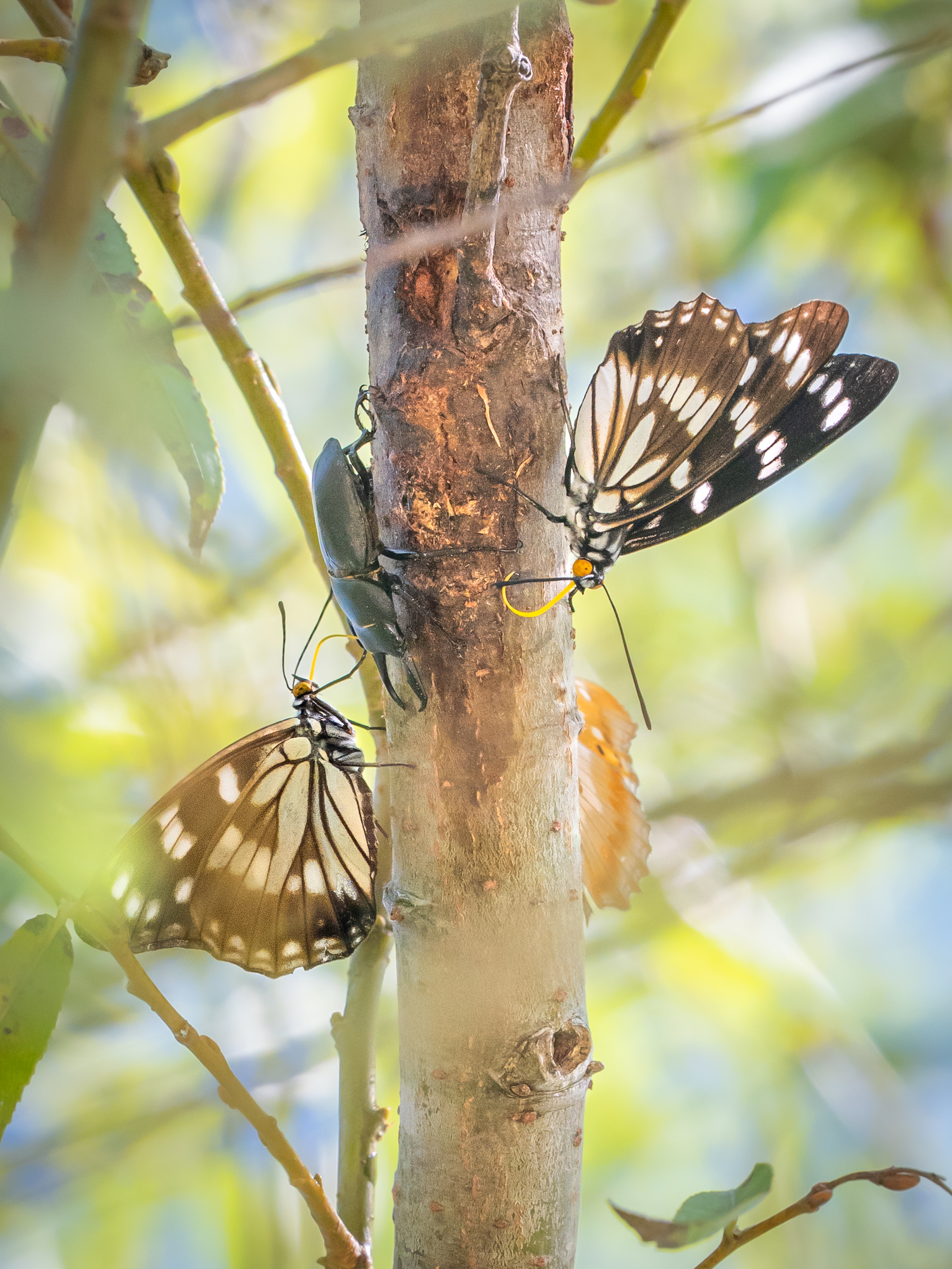 ゴマダラチョウ-Hestina persimilis