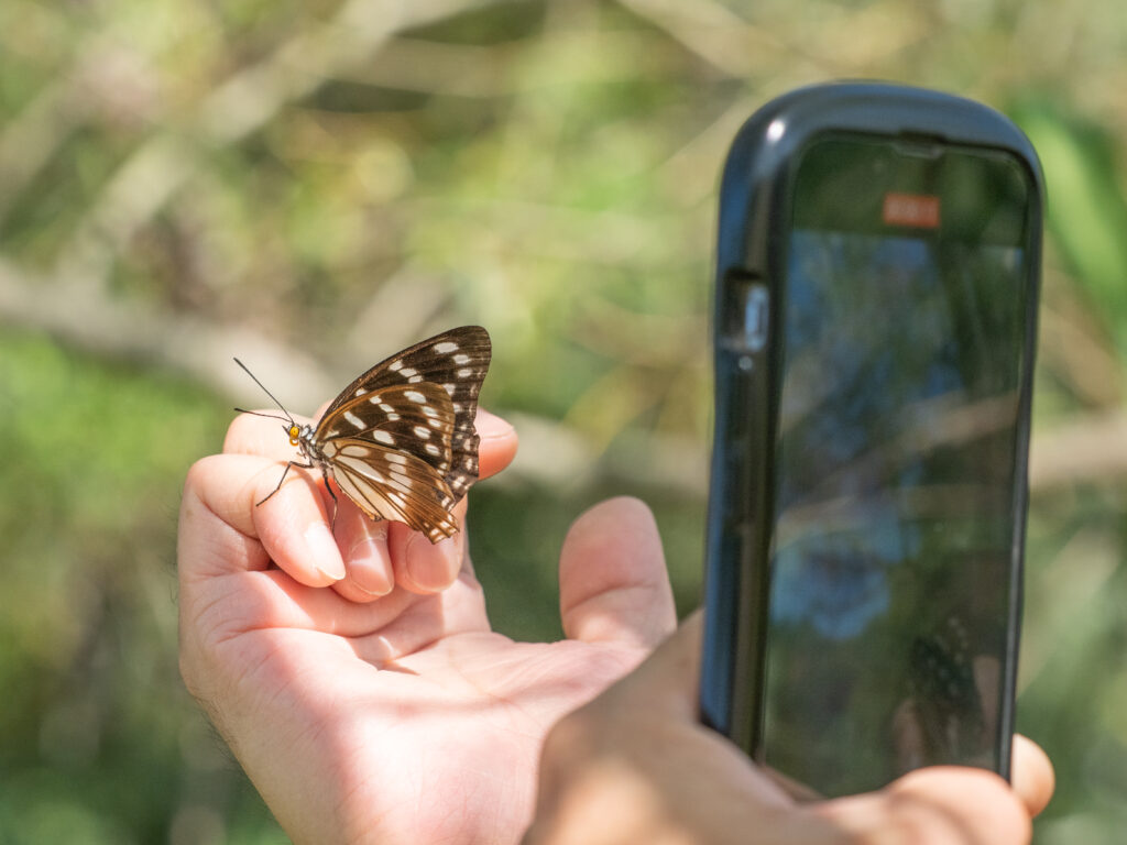 ゴマダラチョウ-Hestina persimilis