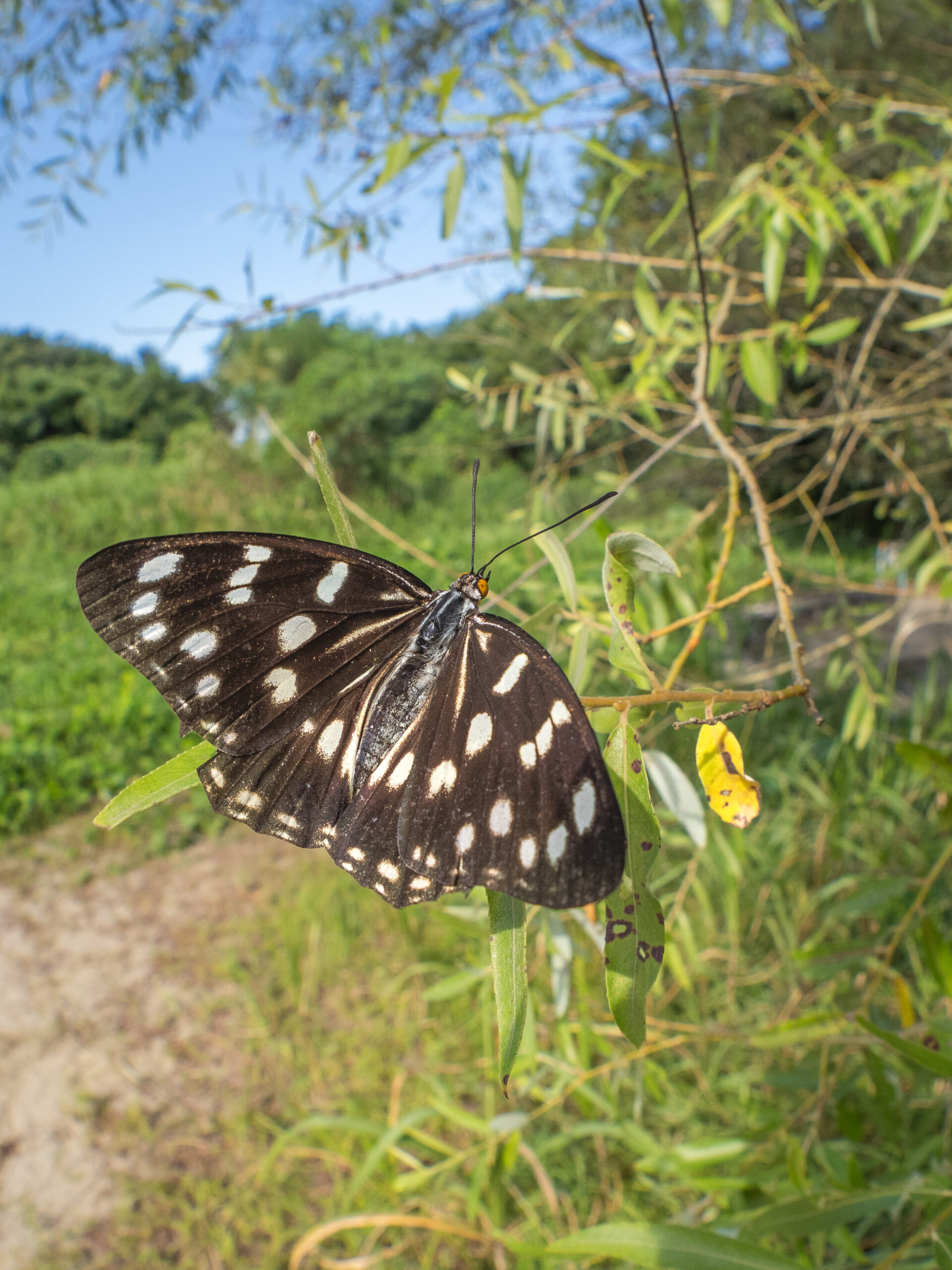 ゴマダラチョウ-Hestina persimilis