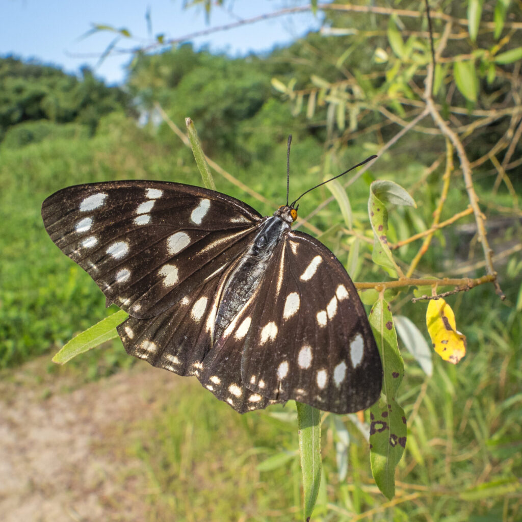 ゴマダラチョウ-Hestina persimilis