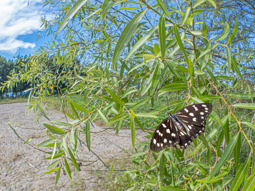 ゴマダラチョウ-Hestina persimilis