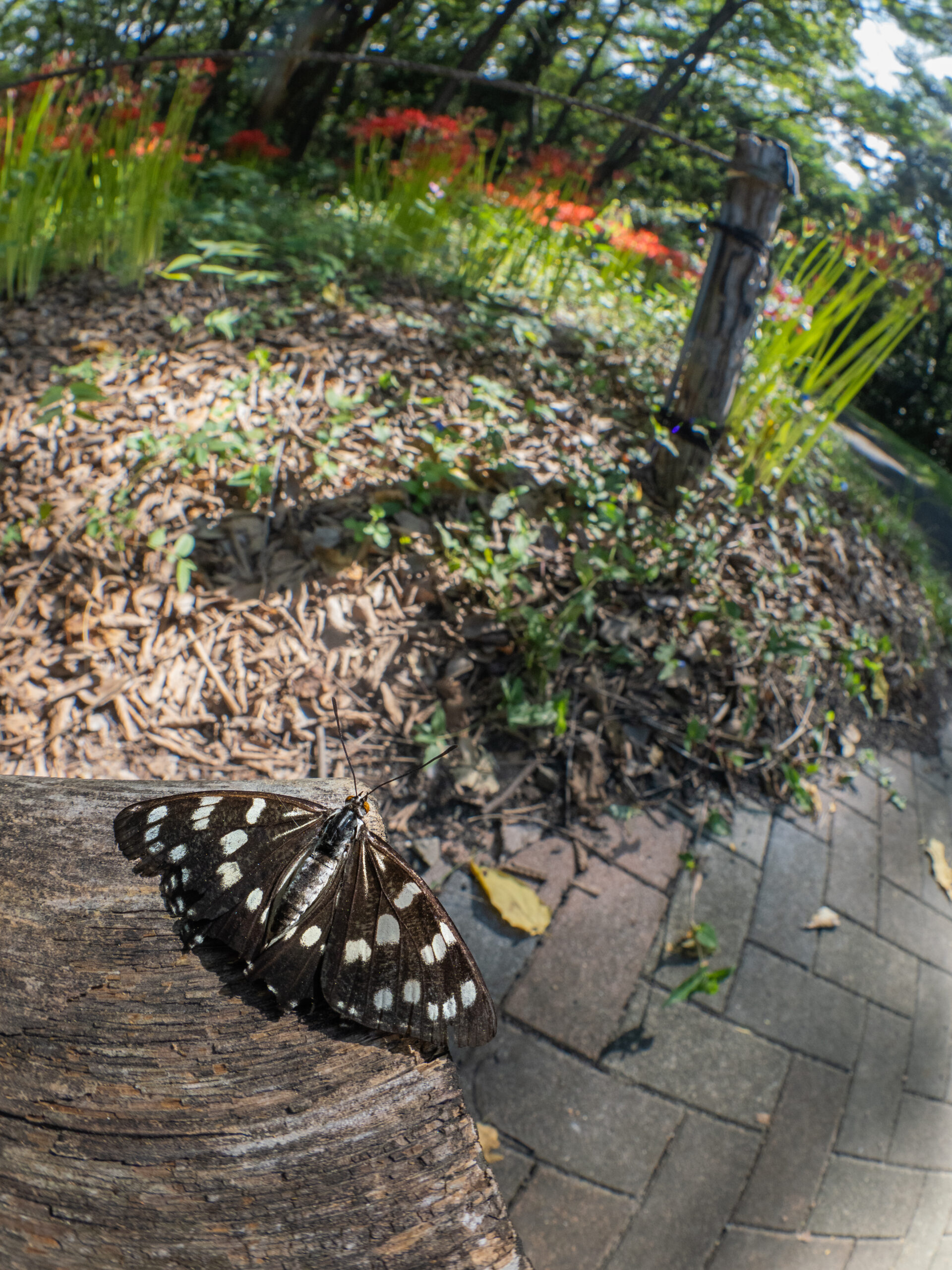 ゴマダラチョウ-Hestina persimilis
