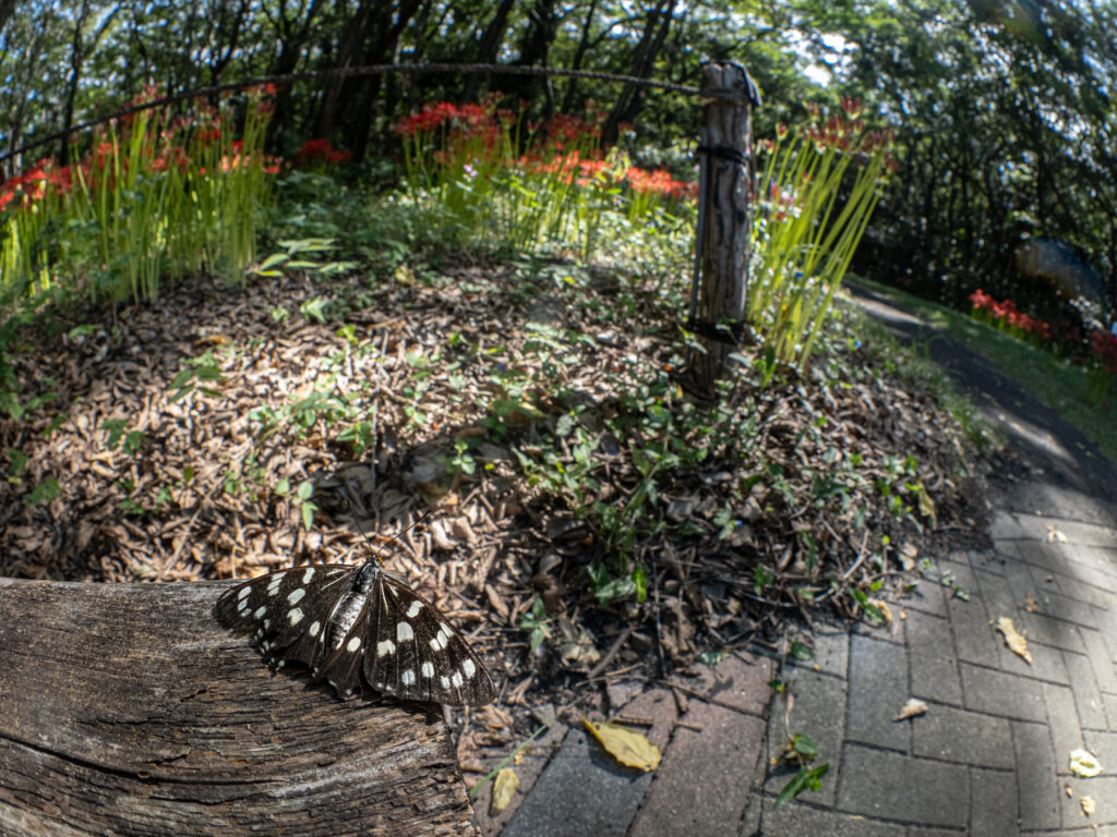 ゴマダラチョウ-Hestina persimilis