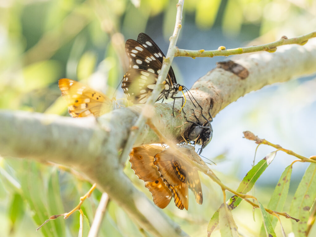 ゴマダラチョウ-Hestina persimilis