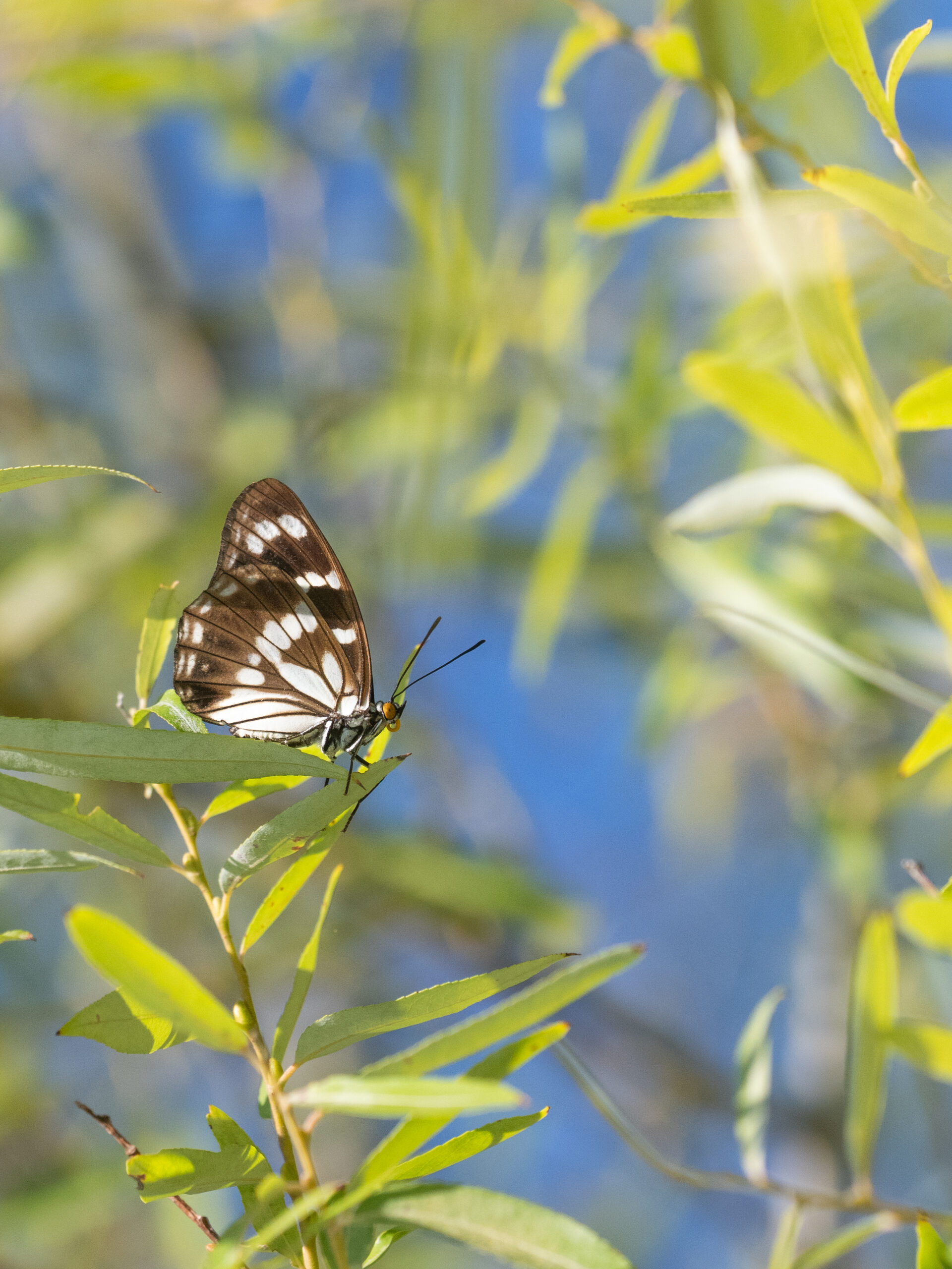 ゴマダラチョウ-Hestina persimilis