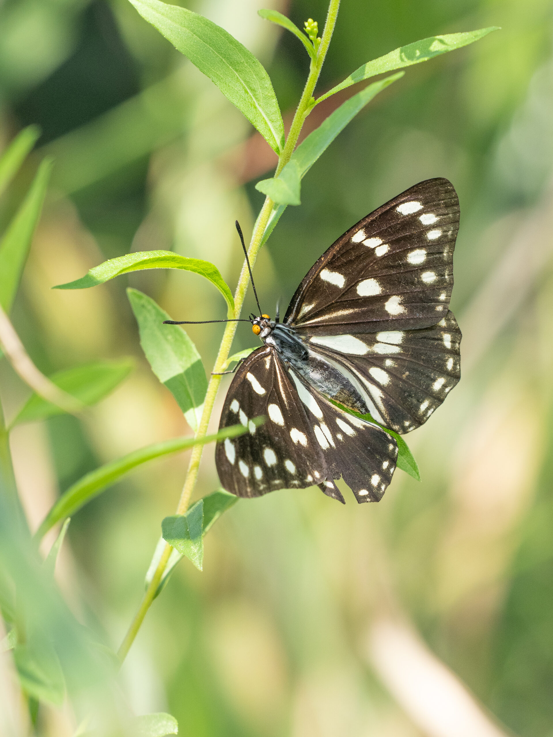 ゴマダラチョウ-Hestina persimilis