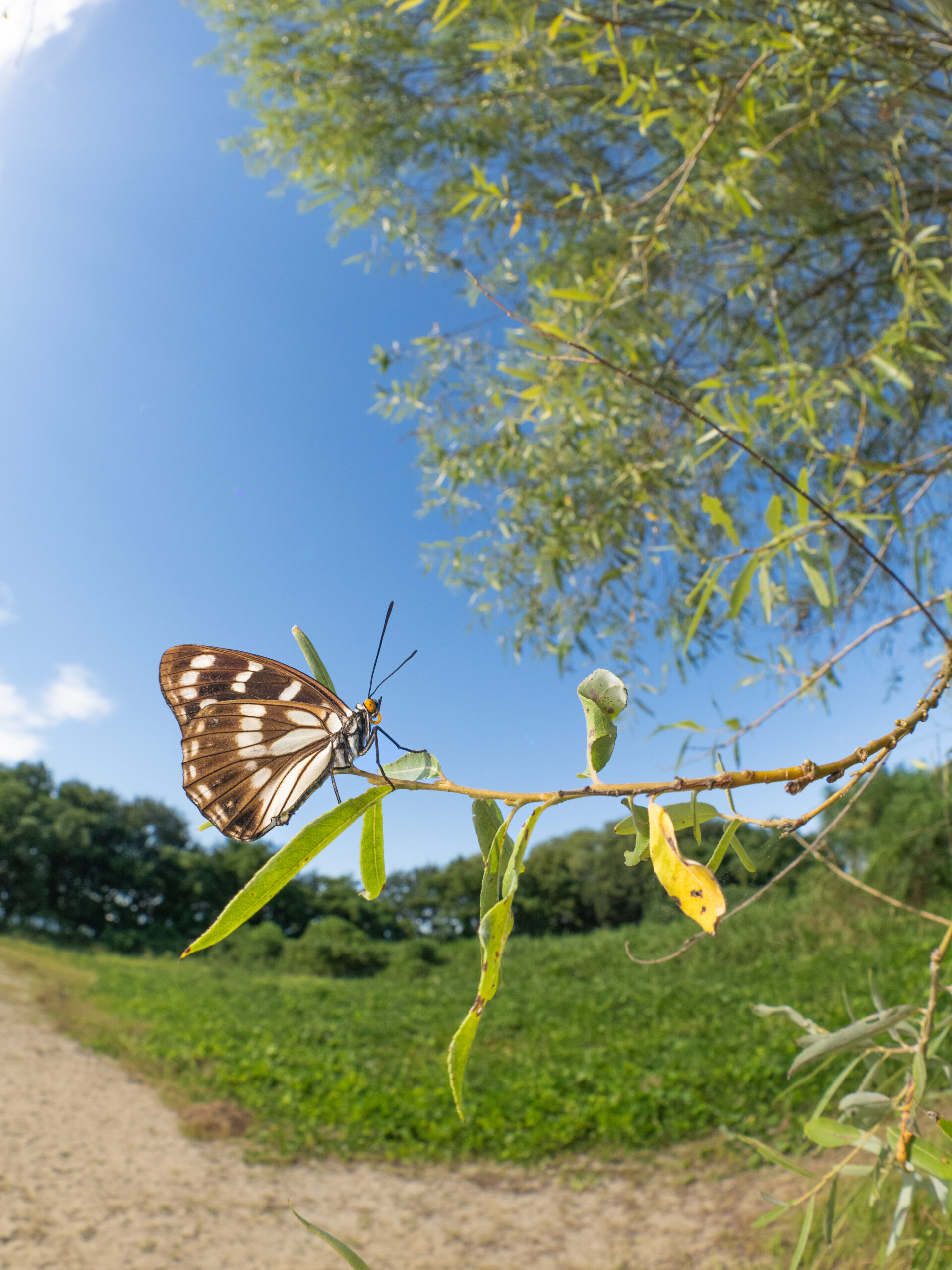 ゴマダラチョウ-Hestina persimilis