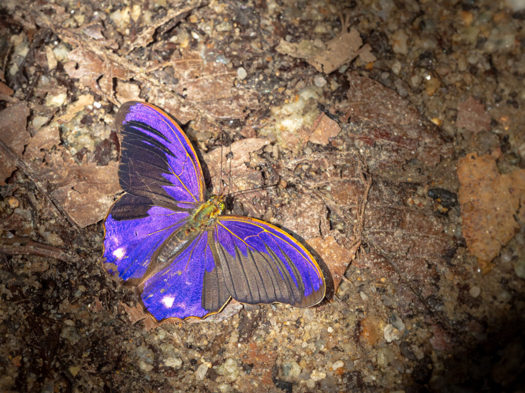 ビロードムラサキタテハ-Terinos terpander