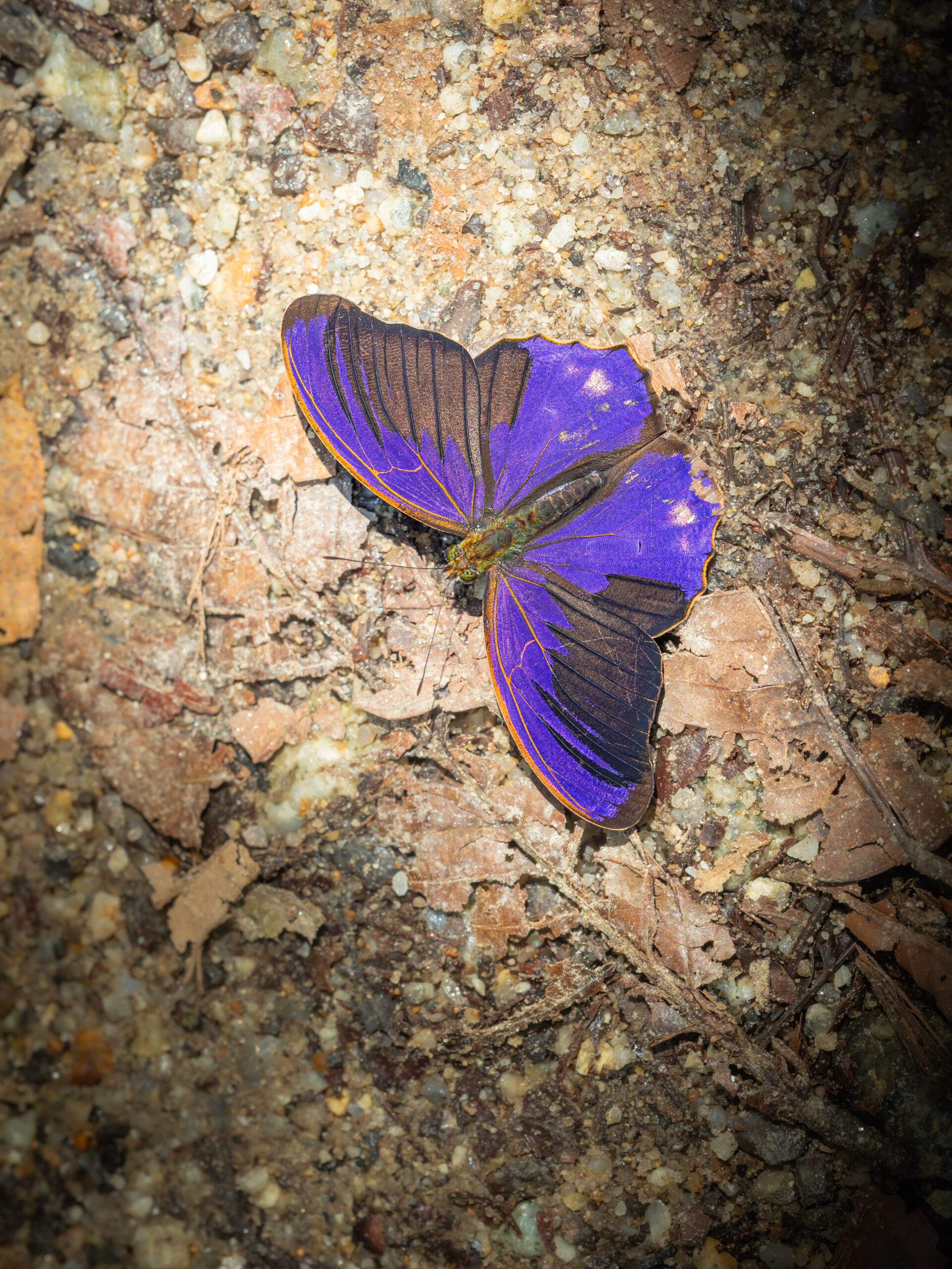 ビロードムラサキタテハ-Terinos terpander