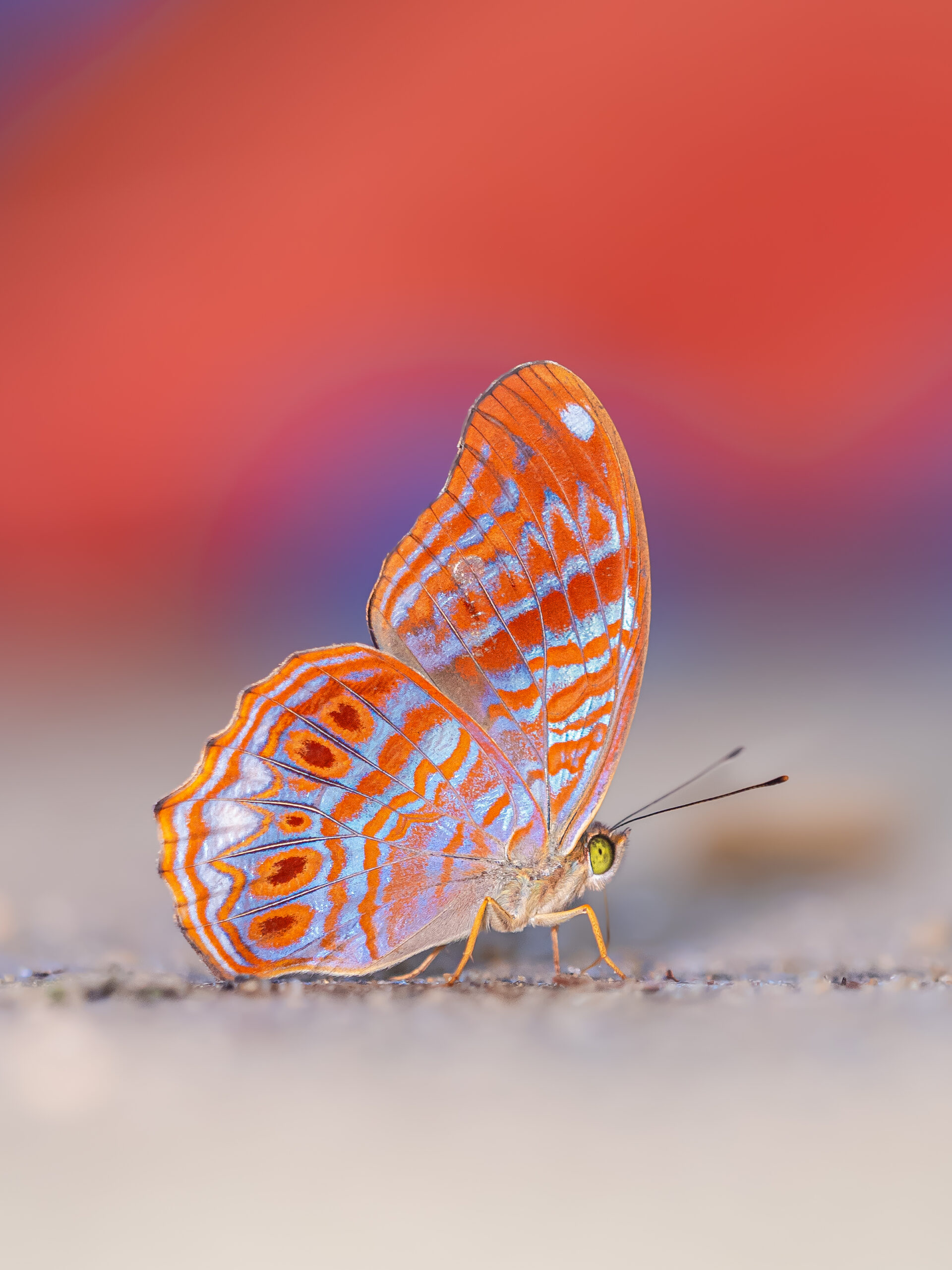 ビロードムラサキタテハ-Terinos terpander