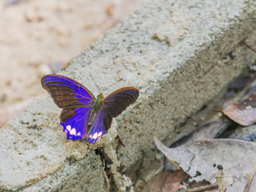 ビロードムラサキタテハ-Terinos terpander