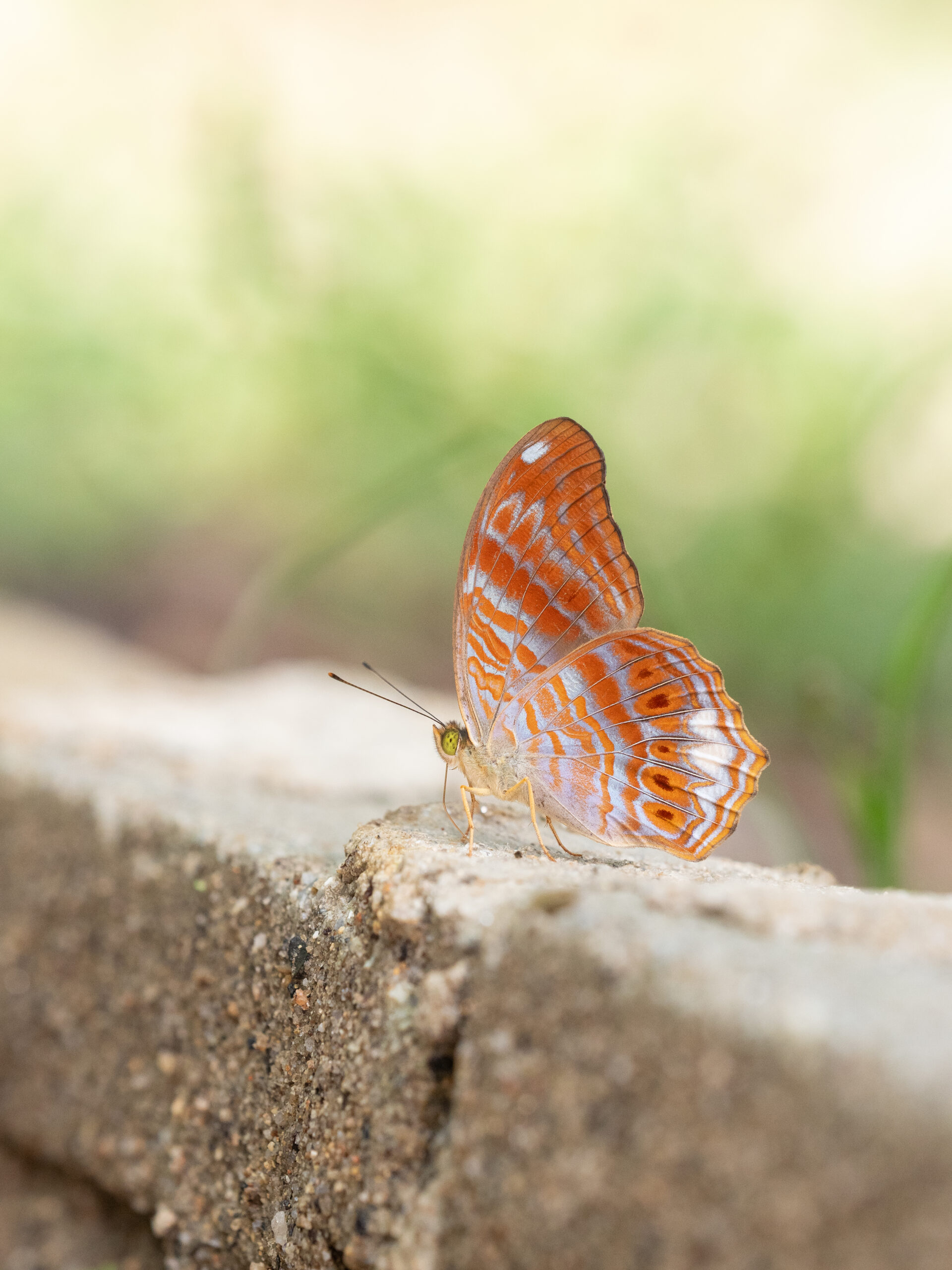 ビロードムラサキタテハ-Terinos terpander