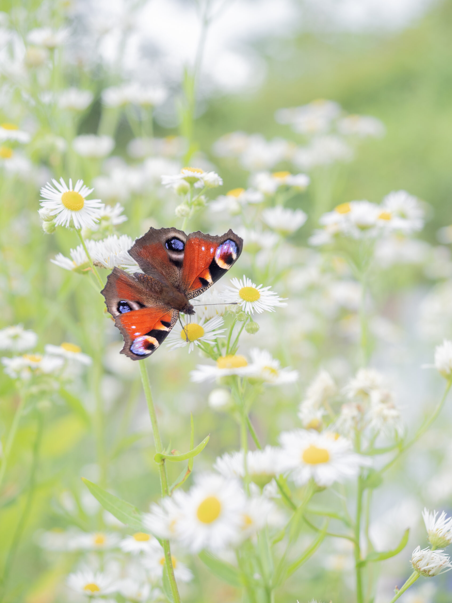 クジャクチョウ-Inachis io