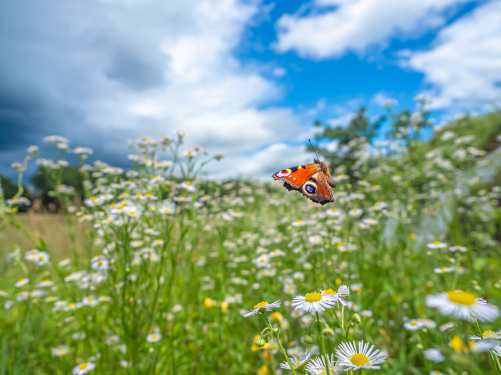 クジャクチョウ-Inachis io