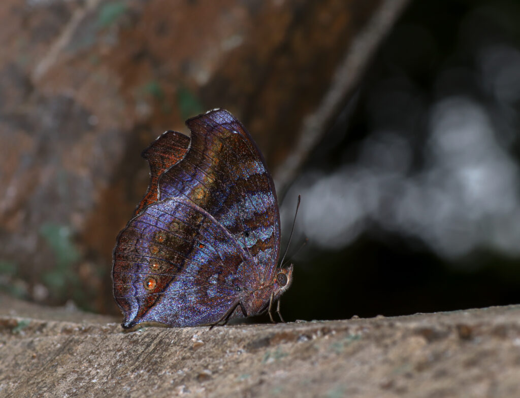 イワサキタテハモドキ-Junonia hedonia