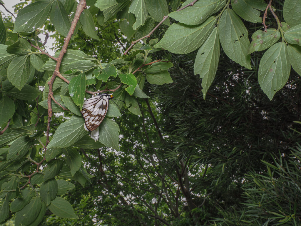 ゴマダラチョウ-Hestina persimilis