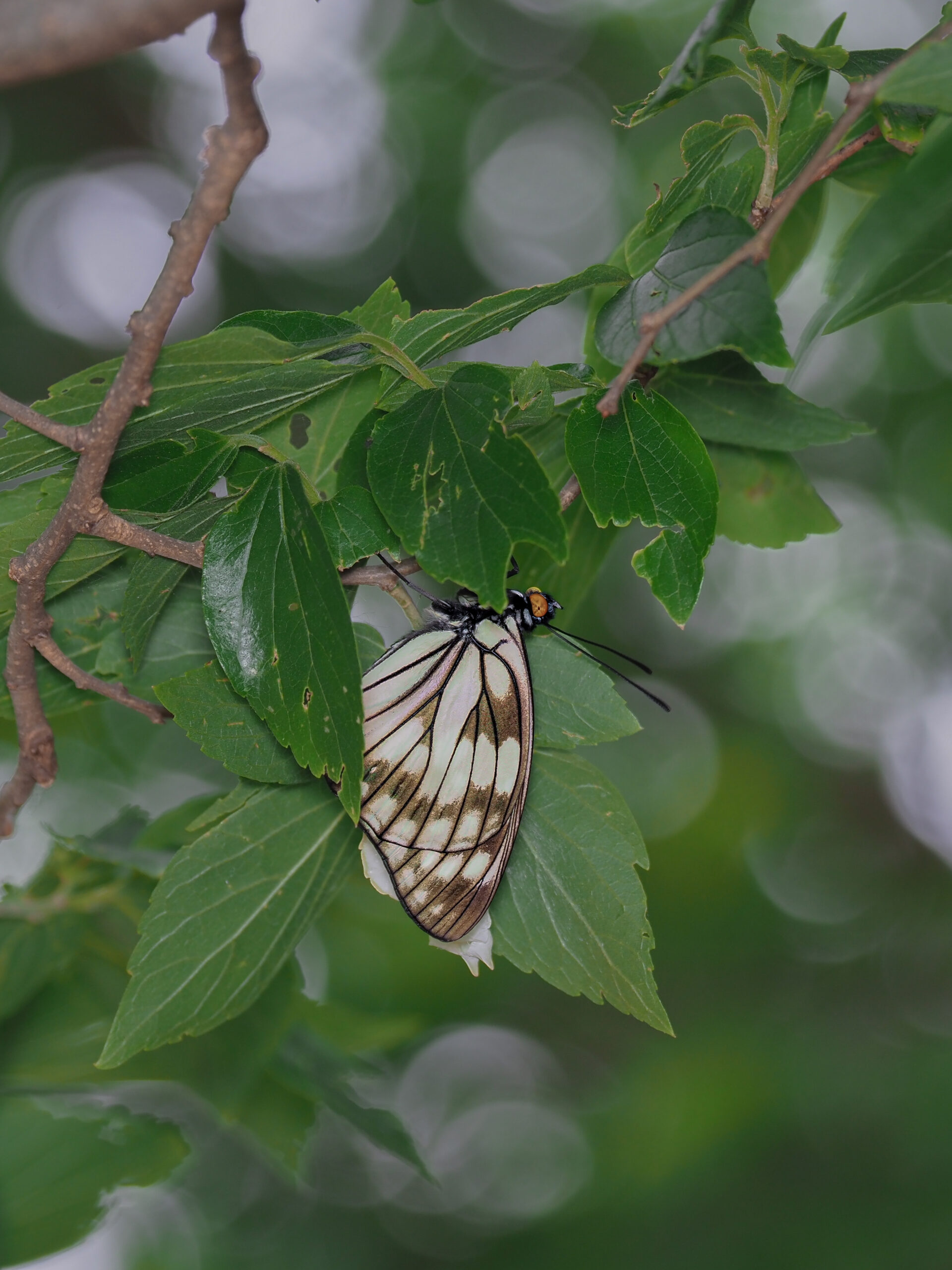 ゴマダラチョウ-Hestina persimilis