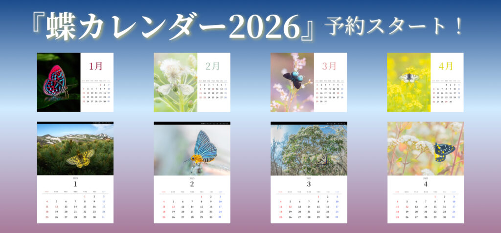 蝶カレンダー2026