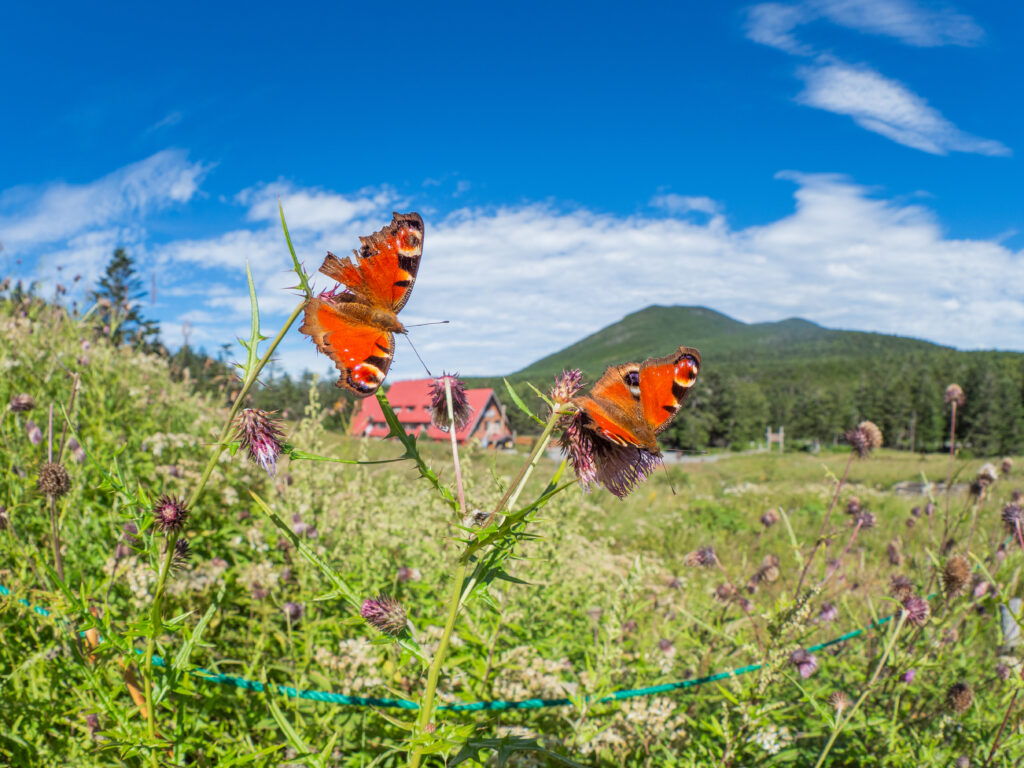 クジャクチョウ-Inachis io