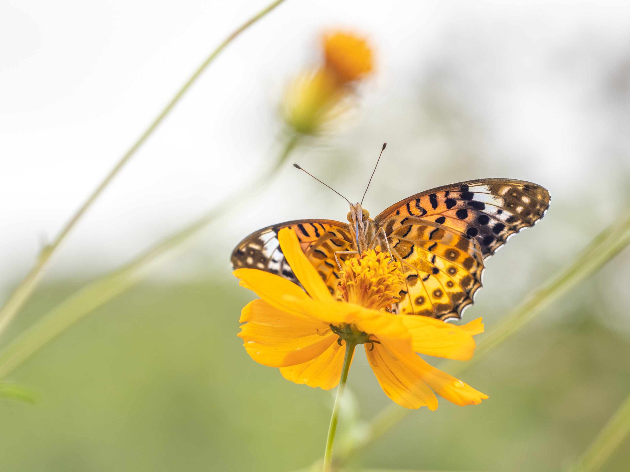 ツマグロヒョウモン-Argyreus hyperbius